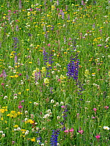 Species rich alpine meadow with flowers including Meadow clary (Salvia pratensis), Yellow rattle (Rhinathus sp), Sainfoin (Onobrychis arenaria), Bird&#39;s-foot trefoil (Lotus sp), Clover (Trifolium s...