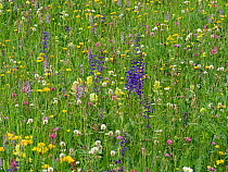 Species rich alpine meadow with flowers including Meadow clary (Salvia pratensis), Yellow rattle (Rhinathus sp), Sainfoin (Onobrychis arenaria), Bird&#39;s-foot trefoil (Lotus sp), Clover (Trifolium s...