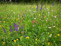 Species rich alpine meadow including Sainfoin (Onobrychis arenaria), Meadow clary (Salvia pratensis), Clovers (Trifolium spp), Hoary plantain (Plantago media), Bird&#39;s-foot trefoil (Lotus sp) and Y...
