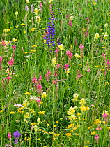 Alpine meadow with Sainfoin (Onobrychis arenaria), Meadow clary (Salvia pratensis), Yellow rattle (Rhinathus sp) and Bird&#39;s-foot trefoil (Lotus sp). Dolomites, Italy. June.