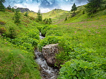 Alpine stream flowing through valley in Dolomites, Pasqueflower (Pulsatilla sp) seedheads in meadow. Ciampac, Fassa Valley, Italy. July 2019.