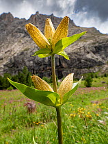 Spotted gentian (Gentiana punctata) in alpine meadow, mountain in background. Ciampac, Fassa Valley, Dolomites, Trentino, Italy. July 2019.