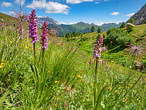 Fragrant orchid (Gymnadenia conopsea) flowers and Sulphur pasqueflower (Pulsatilla alpina apiifolia) seedheads in meadow, view to valley and mountains. Near Colfosco, Dolomites, South Tyrol, Italy. Ju...