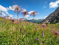 Sulphur pasqueflower (Pulsatilla alpina apiifolia) seedheads towering above Fragrant orchid (Gymnadenia conposea) in alpine meadow, view to mountains. Dolomites, South Tyrol, Italy. July 2019.