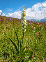 Fragrant orchid (Gymnadenia conospsea var alba), an albino variety found where there are large populations of the species. Seiser Alm / Alpe di Siusi, alpine meadow, Dolomites, South Tyrol, Italy. Jul...