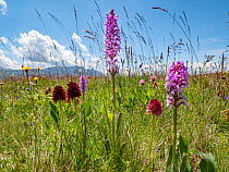 Alpine vanilla orchid (Gymnadenia nigra), Fragrant orchid (Gymnadenia conopsea) and Black vanilla orchid (Gymnadenia rhellicani) in alpine meadow, Seiser Alm / Alpe di Siusi, Dolomites, South Tyrol, I...