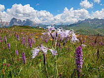 Fringed pink (Dianthus superbus alpestris) flowering in alpine meadow amongst Fragrant orchid (Gymnadenia conopsea). Seiser Alm / Alpe di Siusi with view to mountains, Dolomites, South Tyrol, Italy. J...
