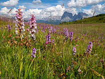 Fragrant orchid (Gymnadenia conopsea) flowering in alpine meadow, mountains in background. Seiser Alm / Alpe di Siusi, Dolomites, South Tyrol, Italy. July 2019.