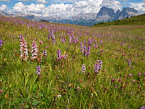 Fragrant orchid (Gymnadenia conopsea) flowering in profusion in alpine meadow, mountains in background. Seiser Alm / Alpe di Siusi, Dolomites, South Tyrol, Italy. July 2019.