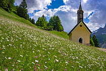 Church in alpine meadow with Oxeye daisy (Leucanthemum vulgare) and Hoary plantain (Plantago media). Penia di Canazei, Fassa Valley, Dolomites, Trentino, Italy. June 2019.