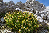 Yellow mountain saxifrage (Saxifraga aizoides) amongst rocks at 2762m. Near Refugio Lagazuo, Falzarego Pass, Belluno, Italy. July.