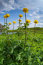 Globeflower (Trollius europaeus) in marshy alpine meadow beside lake. Gardena Pass, South Tyrol, Italy. June 2017.