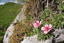 Pink cinquefoil (Potentilla nitida) on rocky ledge in Dolomites. Falzarego Pass, Cortina, Belluno, Italy. June.