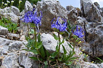 Sieber&#39;s rampion (Phyteuma sieberi) amongst limestone rocks. Pordoi Pass, Dolomites, Trentino, Italy. June.