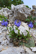 Sieber&#39;s rampion (Phyteuma sieberi) amongst limestone rocks. Pordoi Pass, Dolomites, Trentino, Italy. June.