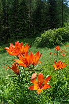 Orange lily (Lilium bulbiferum) in meadow above coniferous forest. Passo Gardena, Colfosco, South Tyrol, Italy. June.