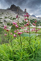 Martagon lily (Lilium martagon) at 2200m, lake and mountain in background. Fassa Valley, near Campitello di Dolomites, Trentino, Italy. June 2017.