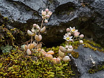Thick-leaved stonecrop (Sedum dasyphyllum) growing amongst Moss between rocks at 2200m. Falzarego Pass, nr Cortina, Dolomites, Italy. July.