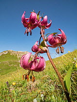 Martagon lily (Lilium martagon) in alpine meadow at 2200m. Valparola Pass, near Cortina, Dolomites, Belluno, Italy. July 2016.