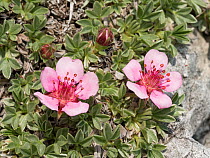 Pink cinquefoil (Potentilla nitida). Falzarego Pass, Cortina, Dolomites, Italy. June.