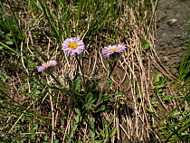 One-flowered fleabane (Erigeron uniflorus). Col di Rodella, Fassa Valley, Dolomites, Italy. June.