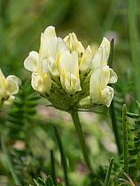 Meadow milk vetch (Oxytropis campestris). Dolomites, Italy. July.