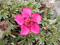 Pink cinquefoil (Potentilla nitida). Falzarego Pass, Cortina, Dolomites, Belluno, Italy. June.