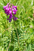 Alpine sainfoin (Hedysarum hedysaroides). Col Rodela, Dolomites, Trentino, Italy. June.