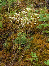 Livelong saxifrage (Saxifraga paniculata). Fassa Valley, Dolomites, Trentino, Italy. June.