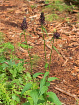 Black rampion (Phyteuma nigrum). Italy. June.