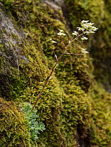 Livelong saxifrage (Saxifraga paniculata) growing on Moss covered rock .Fassa Valley, Dolomites, Trentino, Italy. June.