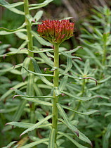 Roseroot (Rhodiola rosea). Ciampac, Fassa Valley, Dolomites, Trentino, Italy. June.