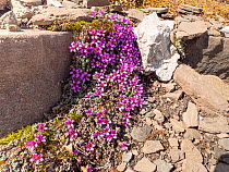 Purple saxifrage (Saxifraga oppositifolia) flowers cascading across rocks. The Sella, Dolomites, Italy. June.