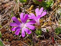 Least primrose (Primula minima). Near Colfosco, Dolomites, Badia, South Tyrol, Italy. June.