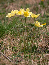 Sulphur pasqueflower (Pulsatilla alpina apiifolia), Dolomites, Italy. June.
