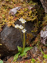 Alpine butterwort (Pinguicula alpina) amongst Moss covered rocks. Fassa Valley, Dolomites, Trentino, Italy. June.