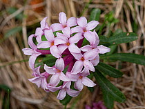 Garland flower (Daphne cneorum). Dolomites, Italy. June.
