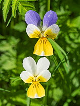 Heartsease (Viola tricolor subalpina). Dolomites, Italy. June.