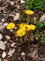 Coltsfoot (Tussilago farfara), Fly on flower. Sell, Dolomites, Italy. June.