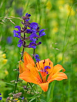 Orange lily (Lilium bulbiferum) and Meadow clary (Salvia pratensis) flowers in alpine meadow. Dolomites, Italy. June.