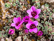 Purple saxifrage (Saxifraga oppositifolia). Dolomites, Italy. June.