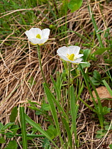 Pyrenean buttercup (Ranunculus pyrenaeus). Ciampac, Dolomites, Trentino, Italy. June.