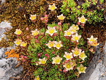 Musky saxifrage (Saxifraga exarata moschata). Col di Rodella, Fassa Valley, Dolomites, Italy. July.