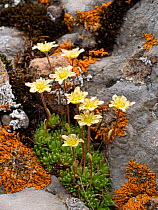 Musky saxifrage (Saxifraga exarata moschata) in rock crevice. Col di Rodella, Fassa Valley, Dolomites, Italy. July.