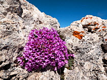 Purple saxifrage (Saxifraga oppositifolia) on rock face. Dolomites, Italy. June.