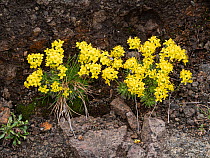 Yellow whitlow grass (Draba aizoides). Col di Rodella, Dolomites, Trentino, Italy. June.