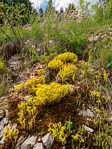 Biting stonecrop (Sedum acre) on rocks at 2200m. Valparola Pass, near Cortina, Dolomites, Veneto, Italy. July.