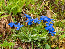 Spring gentian (Gentiana verna). Ciampac, Fassa Valley, Dolomites, Trentino, Italy. July.