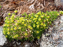 Yellow mountain saxifrage (Saxifraga aizoides) at 2762m. Near Refugio Lagazuoi, Fassa Valley, Dolomites. July.