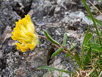 Alpine kidney vetch (Anthyllis vulneraria alpestris). Dolomites, Italy. July.